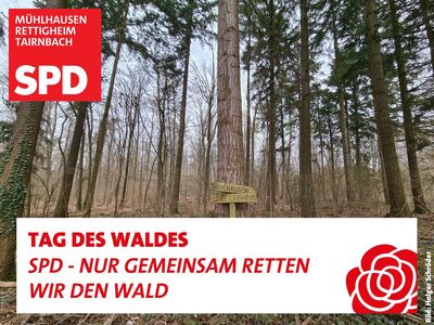 Waldstück auf dem Hahnenberg